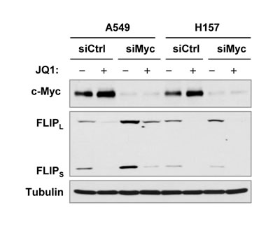 Effects of c-Myc knockdown on JQ1-induced c-FLIP reduction in cancer cell lines in which c-Myc expression is increased by JQ1 treatment.