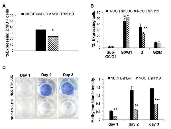 H19 inhibition attenuates hEC cell proliferation.