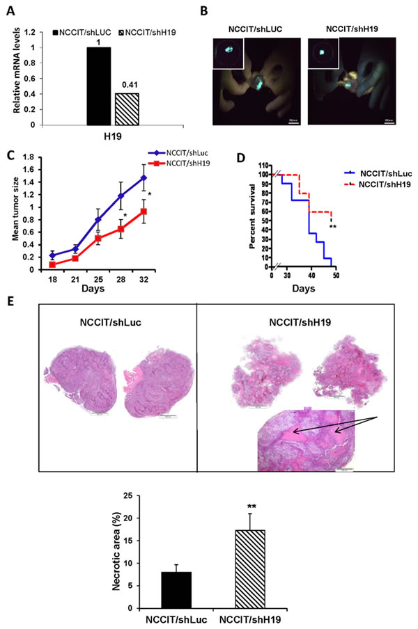 Xenografts from NCCIT/shH19 cells show attenuated tumor growth and massive necrosis.