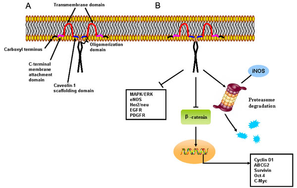 Primary structure and cellular signaling of Cav-1.