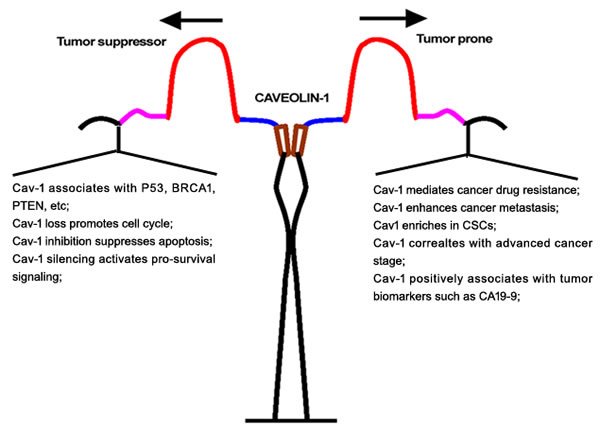 Duplex role of Cav-1 in cancer origination and metastasis.