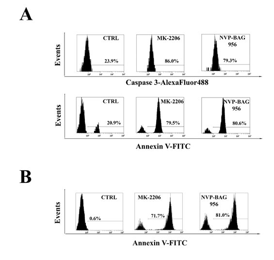 Inhibitors of PI3K/Akt/mTOR signaling induce apoptosis in T-ALL lymphoblasts and putative LICs.