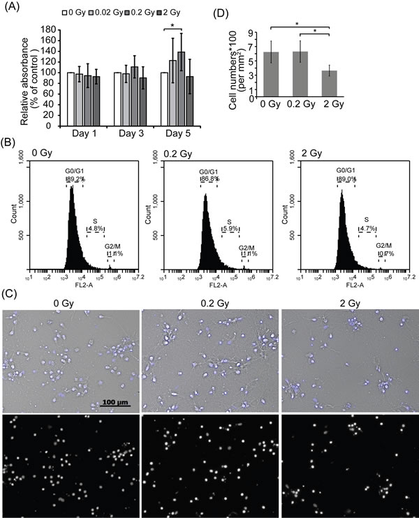 The level of MTT assays in 0.2 Gy-irradiated neurons was increased compared to control cells.
