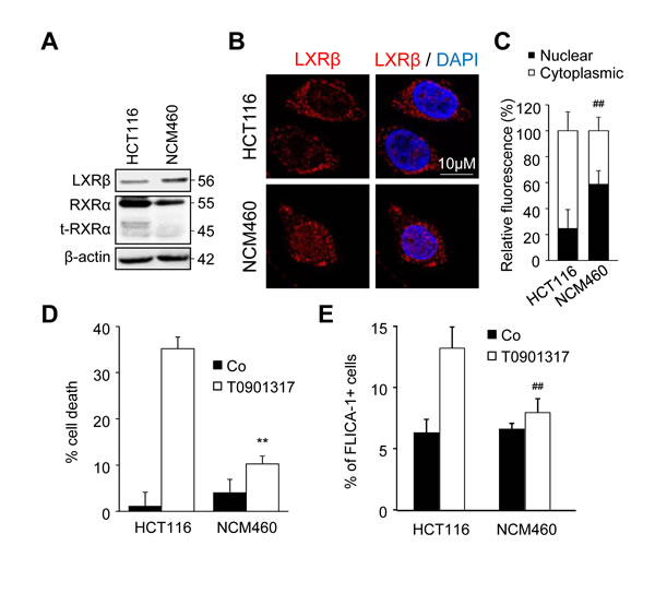 NCM460 cells are resistant to treatment with an LXR agonist.