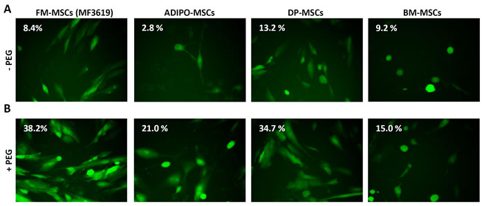 Enhanced infection of FM-MSCs with R-LM249 by means of PEG6000.