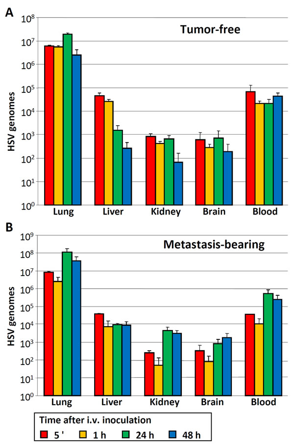 Distribution of HSV genomes to blood and other organs of tumor-free and metastasis-bearing NSG mice.