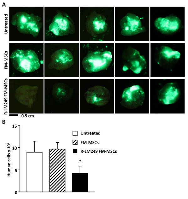 Therapy of brain metastases with R-LM249-infected FM-MSCs.