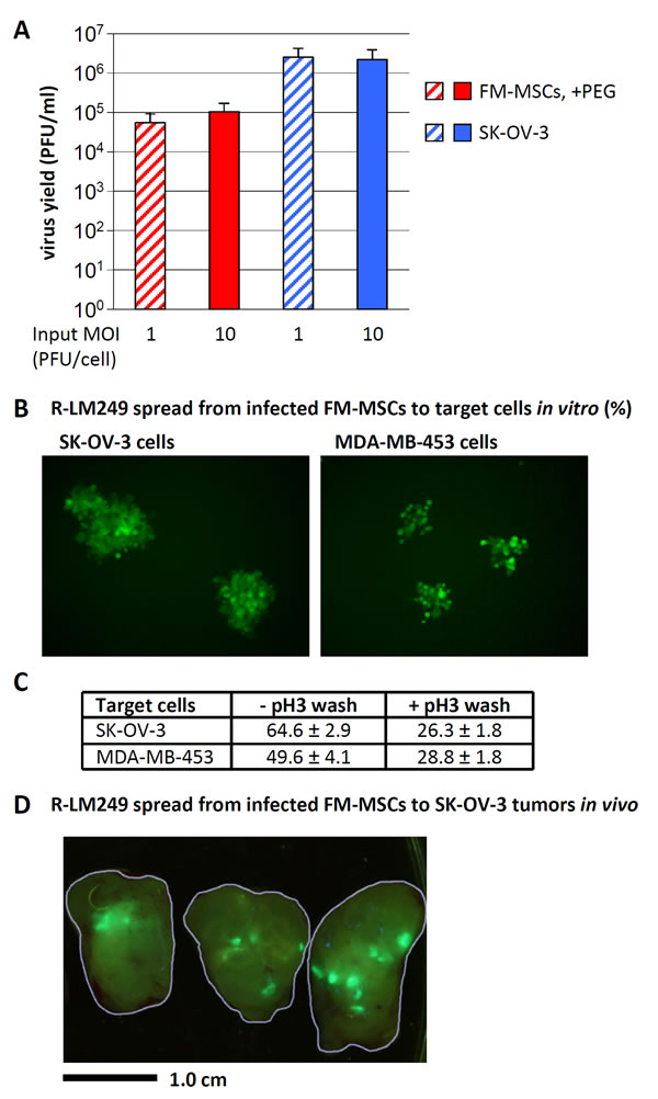 R-LM249 replicates in FM-MSCs, and progeny virus spreads to SK-OV-3 or MDA-MB-453 cancer cells