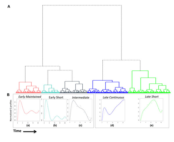 Genome wide transcriptional modelling reveals five principal groups of genes that are up regulated by pre-TCR signal transduction.