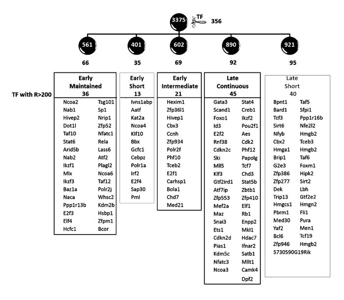 Transcription factors affected by the principal transcriptional activities.