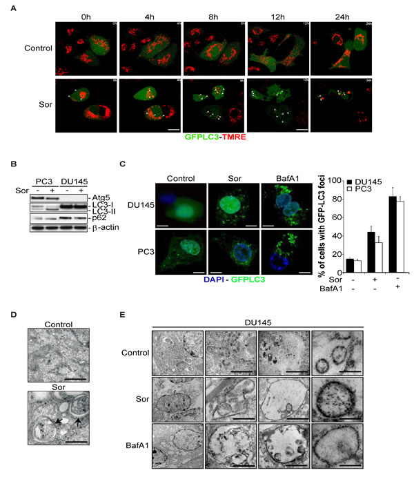 Sorafenib induces the formation of Atg5-independent autophagosomes in DU145 cells.