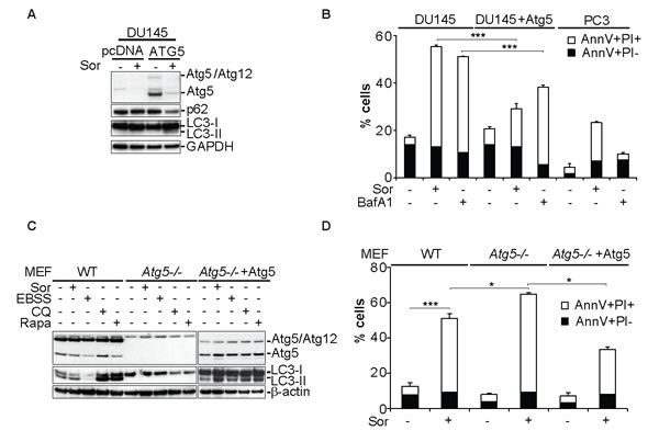 Expression of Atg5 rescues DU145 cells from Sor-induced cell death.