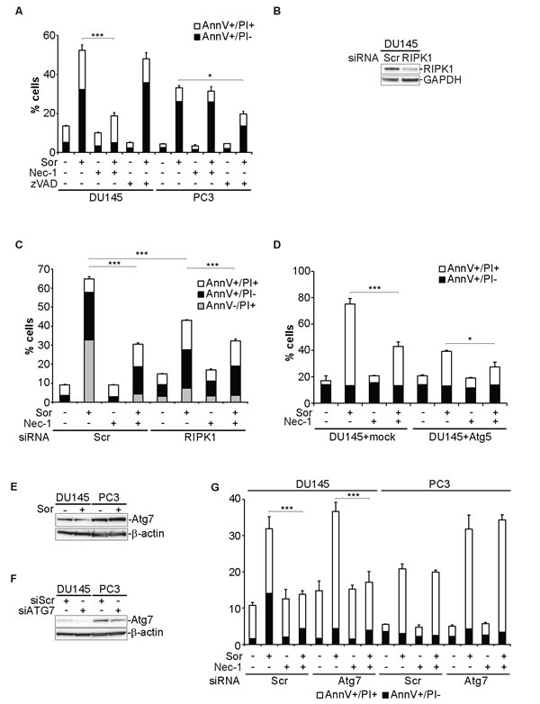 Sorafenib-induced cell death in DU145 cells is executed by necroptosis.