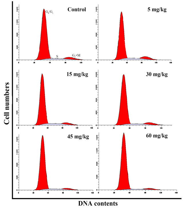 Changes of cell cycle in the thymus by flow cytometry at 42 days of age.