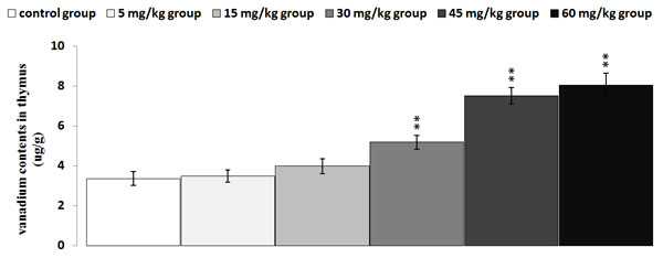 Changes of vanadium contents in the thymus at 42 days