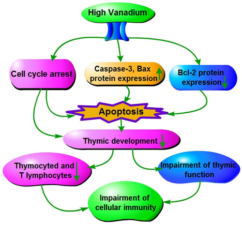 The toxic effect mechanism of vanadium on thymic development Vanadium promotes cell-cycle arrest and caspase-3 and Bax protein expression, and inhibits Bcl-2 protein expression.