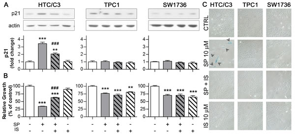 activated p53 induces senescence through its effector p21.