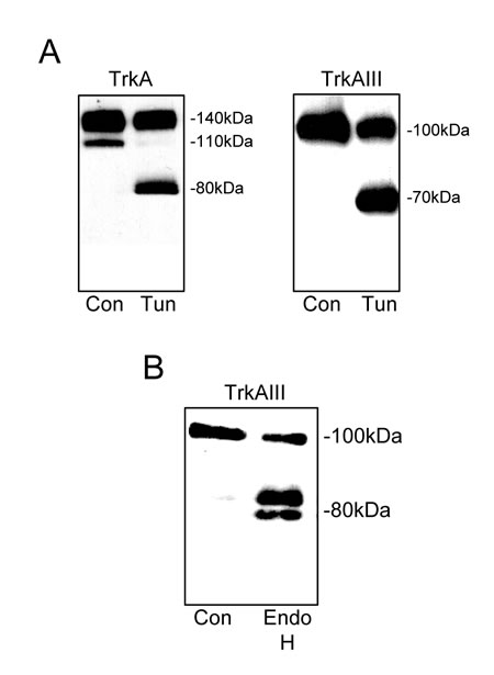 100kDa TrkAIII is an immature N-glycosylated receptor.