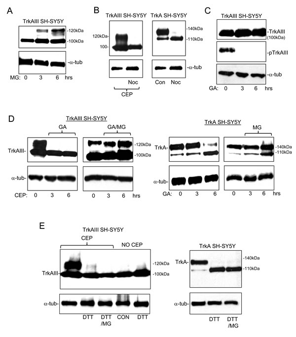 120kDa TrkAIII is degraded at the proteasome, is microtubule-dependent and GA-sensitive.