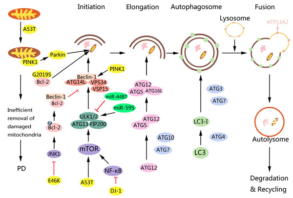 Role of PD-associated proteins in autophagy and targeting autophagy pathway for PD therapy.