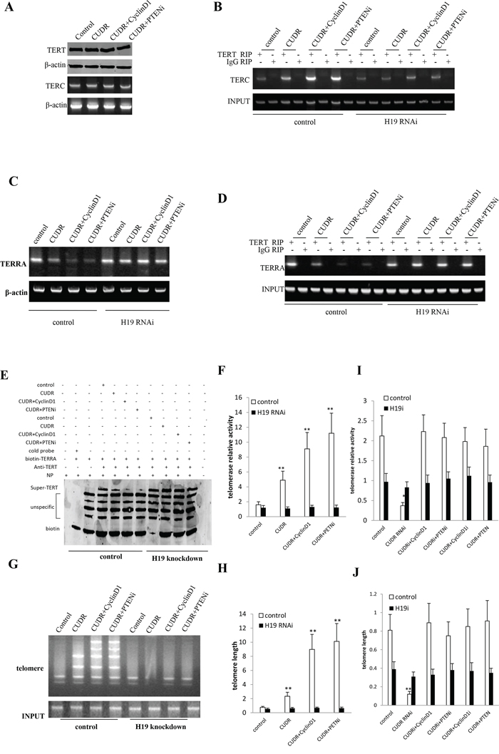 CUDR combined cyclinD1 or PTEN depletion collectly increases telomerase activity through H19 in human liver cancer stem cell.