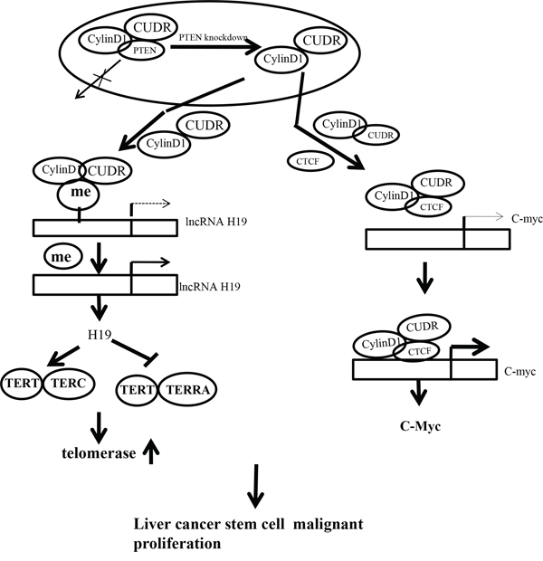 The schematic diagram illustrates a model that The synergetic effect of CUDR overexpression, CyclinD1 overexpression and PTEN depletion promotes liver cancer stem cells and liver stem cells malignant transformation through upregulation of C-myc and TERT.
