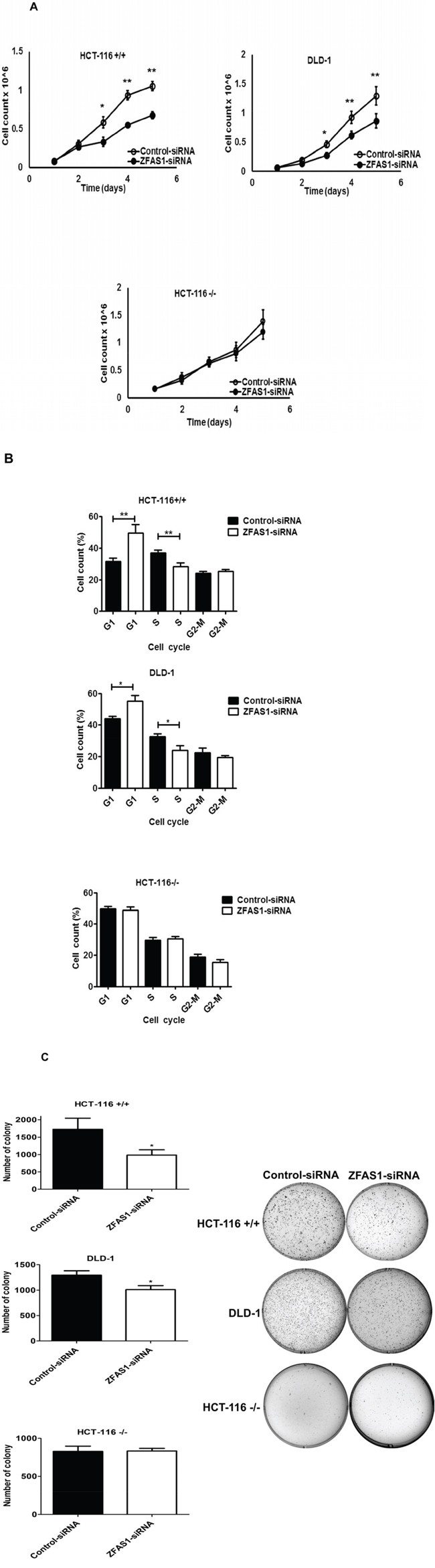 Effects of ZFAS1 knockdown on colorectal cancer cell proliferation in vitro.