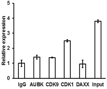 RNA-binding protein immunoprecipitation analysis was used to detect the interaction between ZFAS1 and Aurora kinase B, CDK9, CDK1 and DAXX.