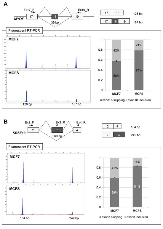 Validation of differentially expressed alternative splicing at the MYOF (A) and SRSF10 (B) loci by fluorescent RT-PCR.