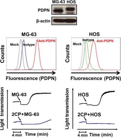 2CP inhibits platelet aggregation induced by MG-63 and HOS osteosarcoma cells.