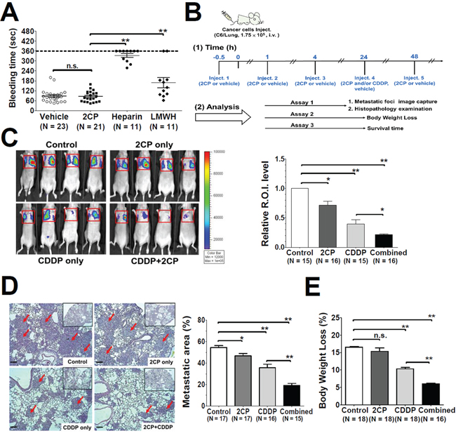 Effects of 2CP on tail bleeding time and mouse pulmonary metastasis.