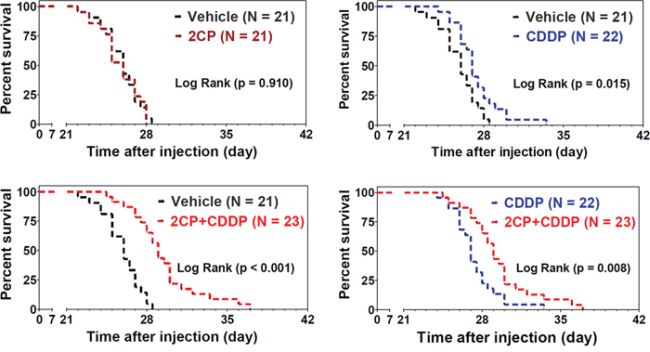 Combination of 2CP with CDDP prolongs the survival time of the experimental animals.