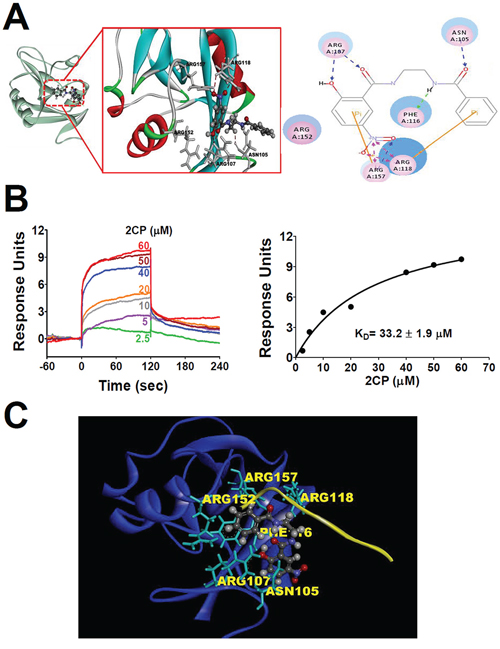 Molecular docking and SPR analyses reveals the interaction of 2CP with CLEC-2.