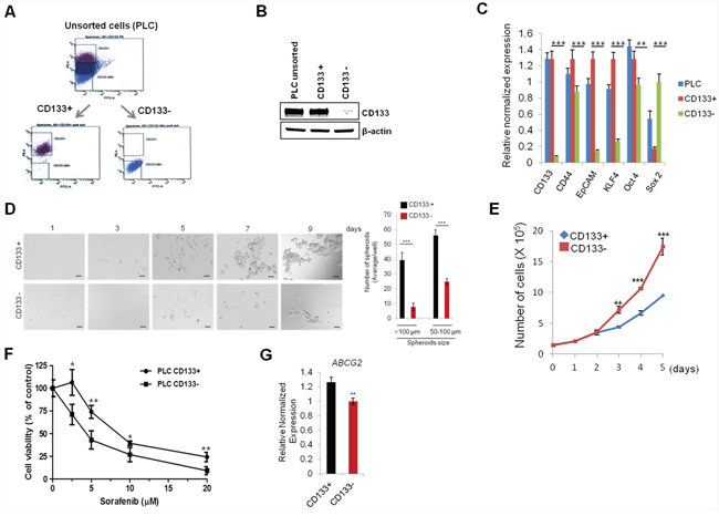 Characterization of CD133+ PLC/PRF/5 human HCC cells.