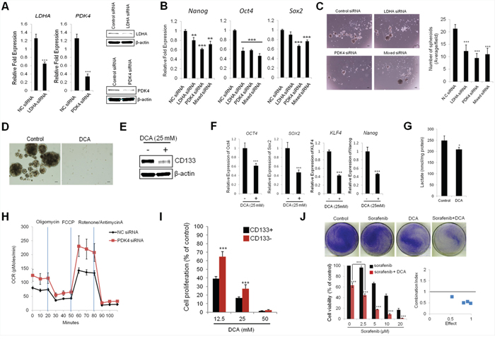 Targeting glycolytic enzymes inhibits stemness characteristics in CD133+ PLC/PRF/5 cells.