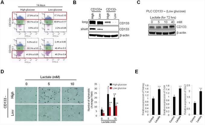 Extracellular glucose and lactic acid alters CD133 expression and stemness characteristics.