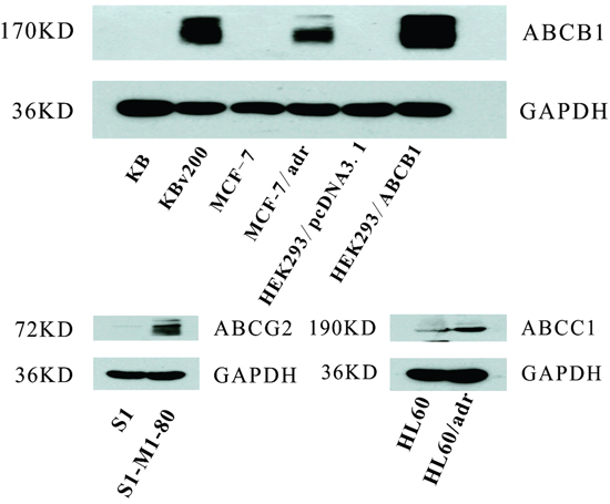 The ABC transpoter expression level.