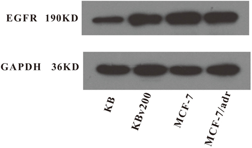 Expression level of EGFR in MDR cancer cells.