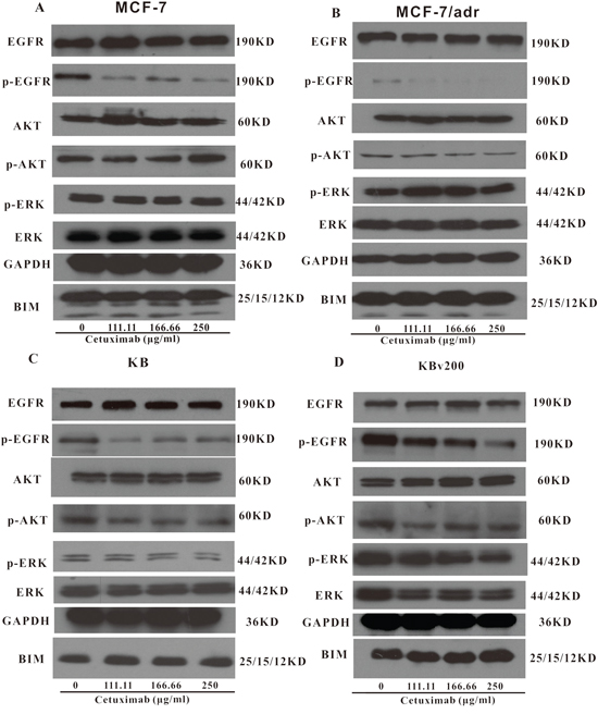 Effect of cetuximab on blockage of phosphorylation of EGFR, AKT and ERK.