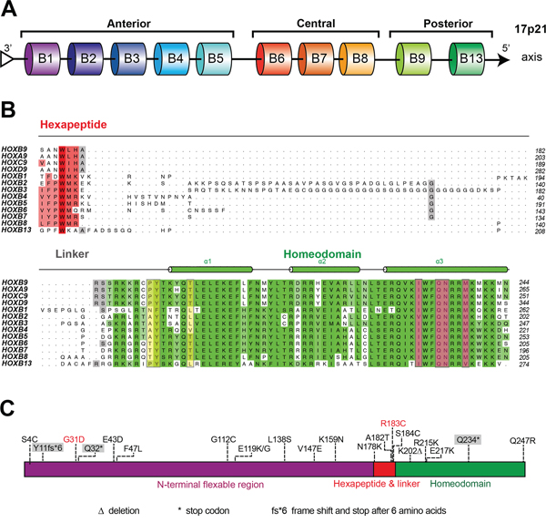 Comparative sequence analysis of HOXB9.