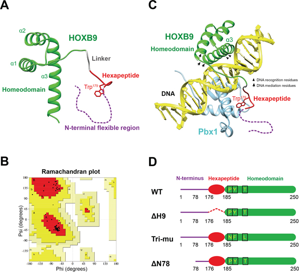 The structural models of HOXB9.