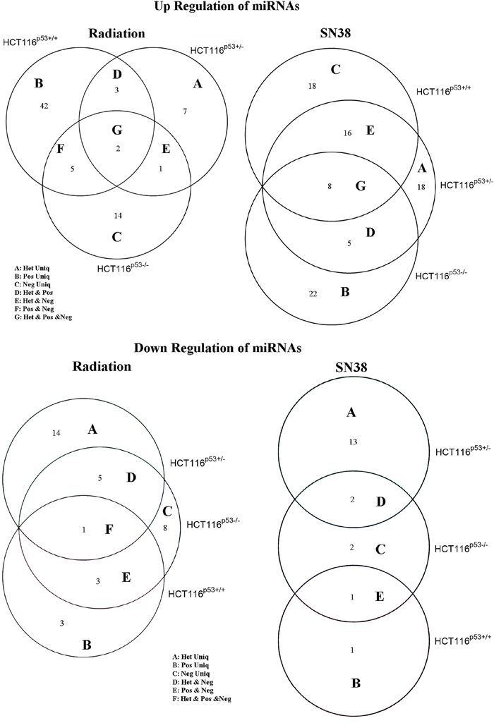 Venn diagram showing up-regulated A. and down-regulated B. miRNAs after radiation and SN38 treatment in HCT116p53+/+, HCT116p53+/&#x2212; and HCT116p53&#x2212;/&#x2212; cell lines.