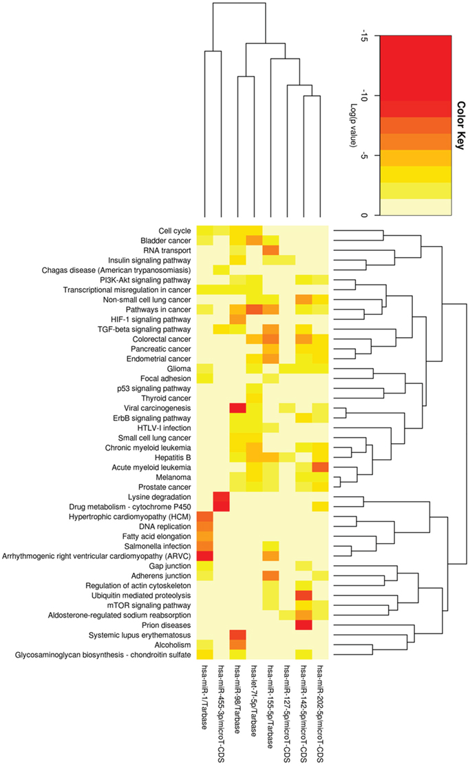 Heatmap of four most significant up-regulated miRNA, let-7f-5p, miR-455-3p, miR-98 and miR-155-5p, as well as four most down-regulated miRNA, miR-1, miR-127-5p, miR-142-5p and miR-202-5p after radiation and SN38 treatments, and different pathways by clustering from pathway union.