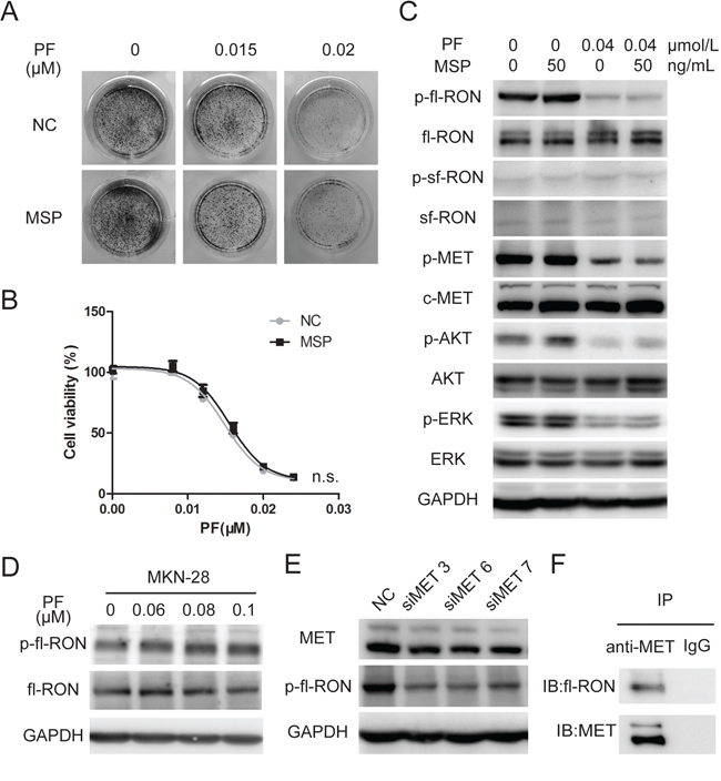 MSP did not contribute to PF unresponsiveness in MET-addicted GC cell lines.