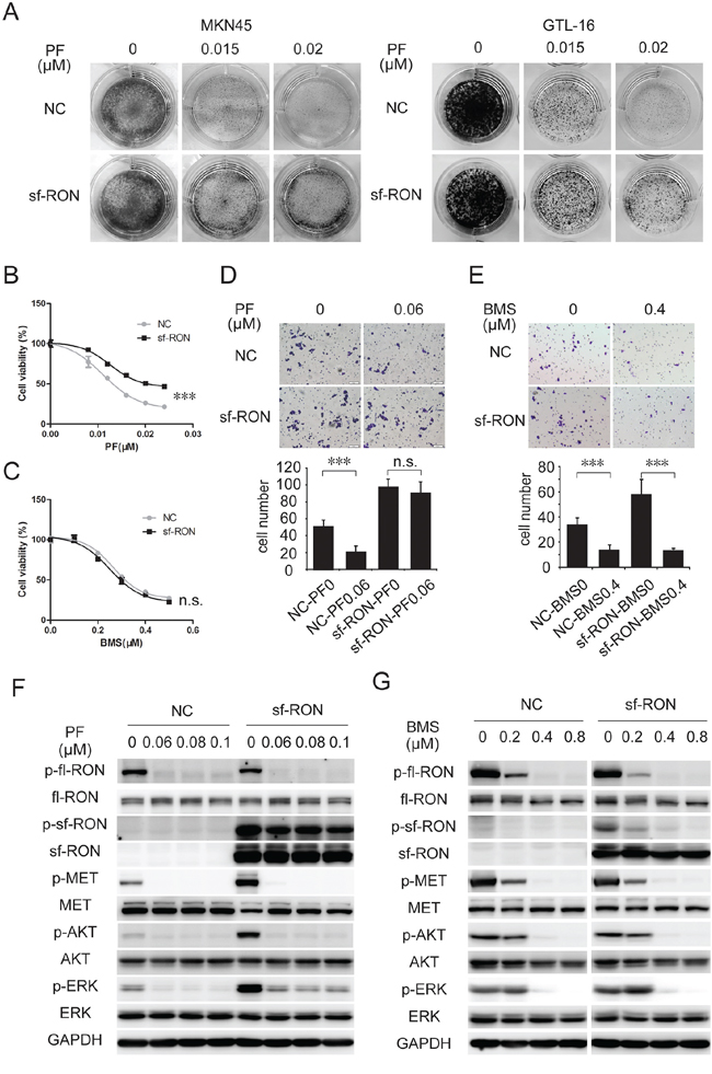 Upregulation of sf-RON attenuated PF-induced inhibition of cell proliferation and motility.