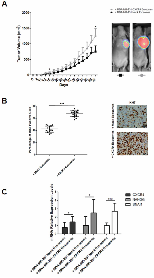 A. Evolution of tumor growth in immunodeficient mice intravenously injected with MDA-MB-231-CXCR4-derived exosomes.