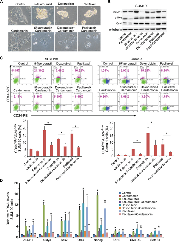 Co-treatment with cardamonin prevents the enrichment of CSCs induced by chemotherapeutic drugs.