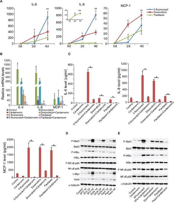 Cardamonin inhibits chemotherapeutic drug-induced inflammatory signature and NF-&#x03BA;B and Stat3 activation.