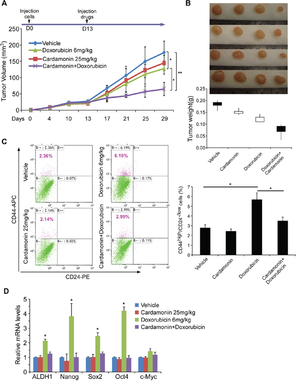 Cardamonin enhances doxorubicin efficacy in retardation of tumor growth while reducing doxorubicin-enriched CSC subpopulation in vivo.