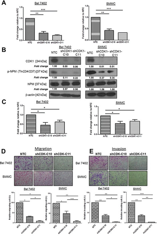 CDK1, upstream kinase of NPM, enhanced HCC cell migration and invasion.